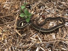 Thamnophis chrysocephalus