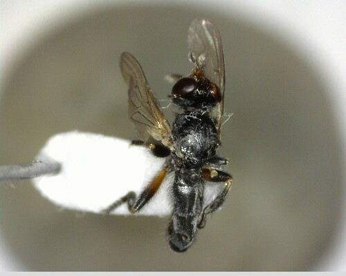 iNaturalist observation photo of Thecophora