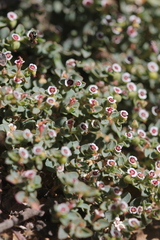 Euphorbia polycarpa