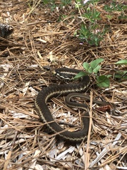 Thamnophis chrysocephalus