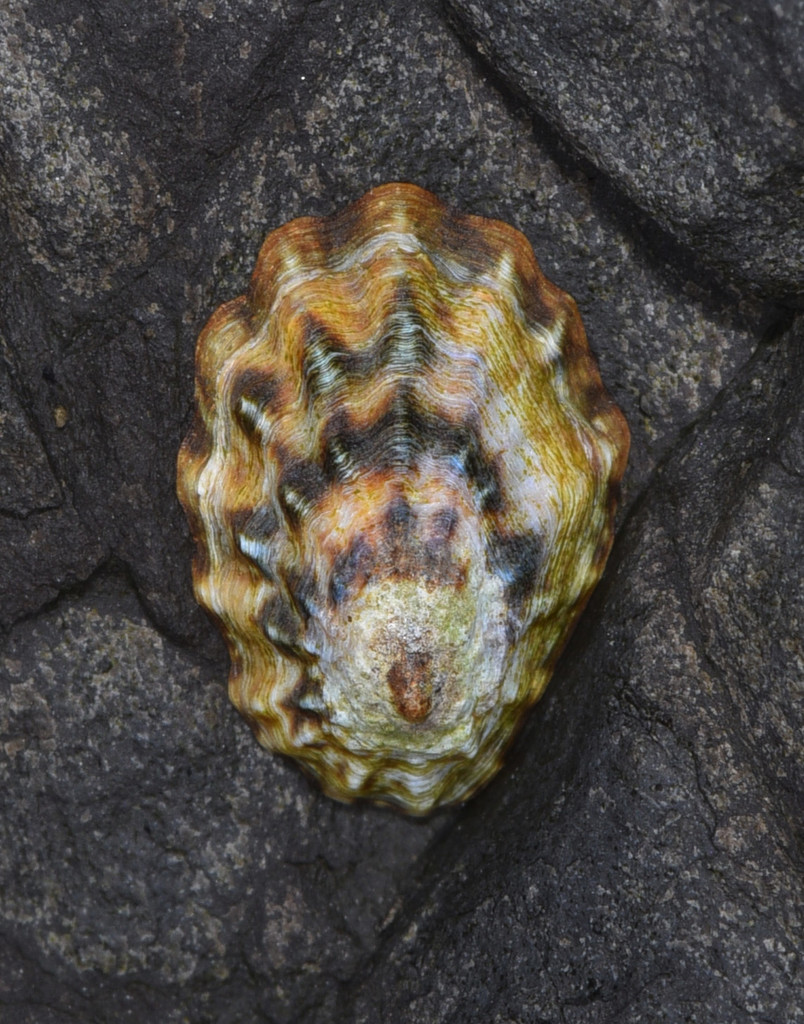 rough limpet