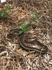 Thamnophis chrysocephalus