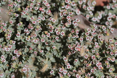 Euphorbia polycarpa