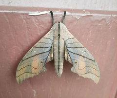 Marumba cristata