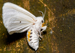 Spilosoma virginica