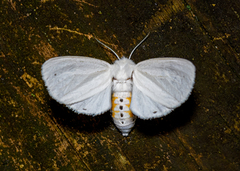 Spilosoma virginica