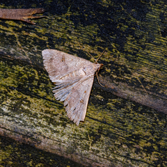 Bleptina caradrinalis
