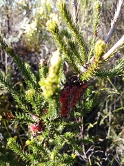 Erica sessiliflora