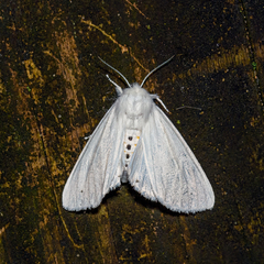 Spilosoma virginica