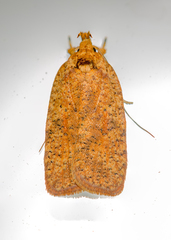 Agonopterix robiniella