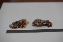 Pinctada imbricata