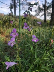 Penstemon campanulatus