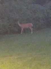 Odocoileus virginianus