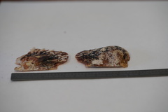 Pinctada imbricata