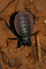 Haematorrhophus