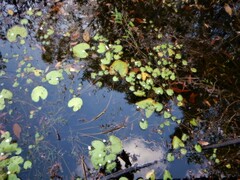 Nymphoides indica
