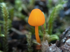 Mycena strobilinoidea