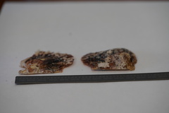 Pinctada imbricata