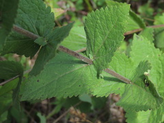 Eupatorium cordigerum