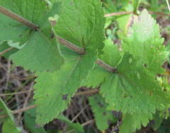 Eupatorium cordigerum