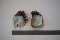 Pinctada imbricata