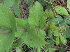 Eupatorium cordigerum