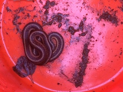 Thamnophis sirtalis