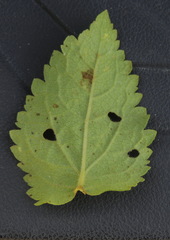 Eupatorium cordigerum