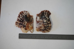 Pinctada imbricata