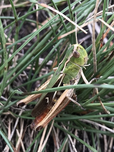 koník čiarkovaný (Stenobothrus lineatus)