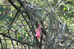 Tillandsia recurvifolia