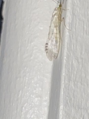 Nectopsyche exquisita