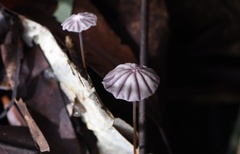 Marasmius albopurpureus