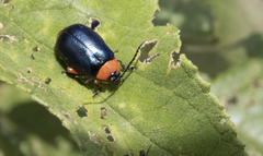 Asphaera abdominalis
