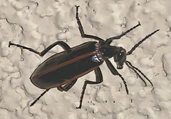 Pyrota akhurstiana