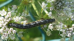 Depressaria daucella