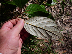 Argophyllum curtum