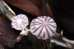Marasmius albopurpureus