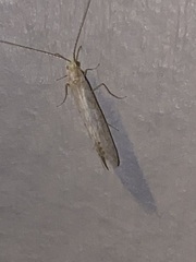 Nectopsyche exquisita