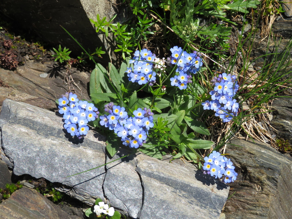 Myosotis Alpestris Inaturalist Ecuador