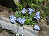 Alpine Forget-Me-Not - Photo (c) belvedere04, some rights reserved (CC BY), uploaded by belvedere04
