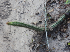 Praecereus euchlorus