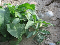 Symphytum officinale