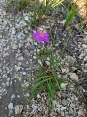 Phemeranthus calycinus