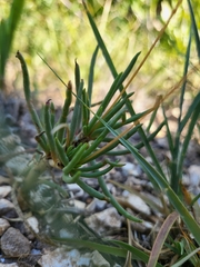 Phemeranthus calycinus