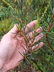 Hakea nodosa