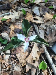 Trillium undulatum