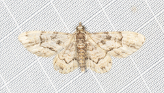 Gymnoscelis lophopus