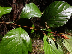 Argophyllum curtum