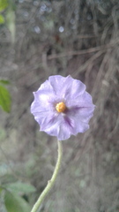 Solanum caripense